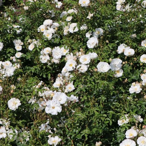 Biały  - Róże pienne - z kwiatami pojedynczymi - korona zwisająca